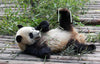 Dujiangyan Panda Experience & Sightseeing