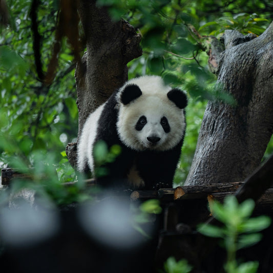 Dujiangyan Panda Experience & Sightseeing One-day Tour